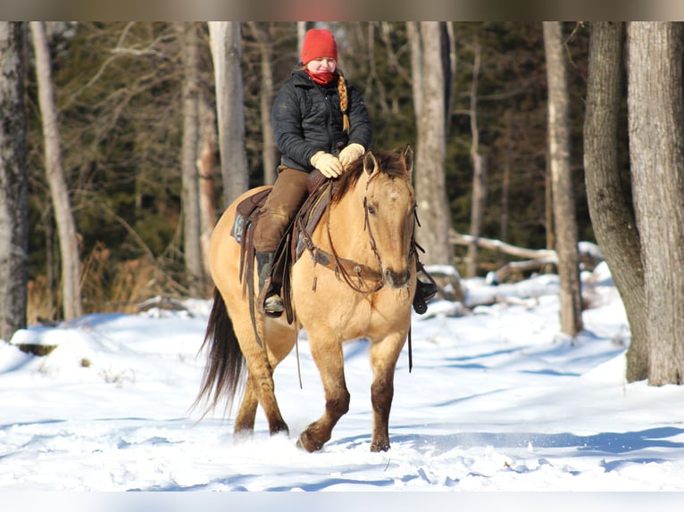 Quarter horse américain Hongre 10 Ans 150 cm Buckskin in Clarion, PA