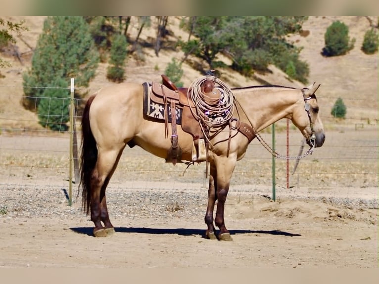 Quarter horse américain Hongre 10 Ans 150 cm Buckskin in Tres Pinos