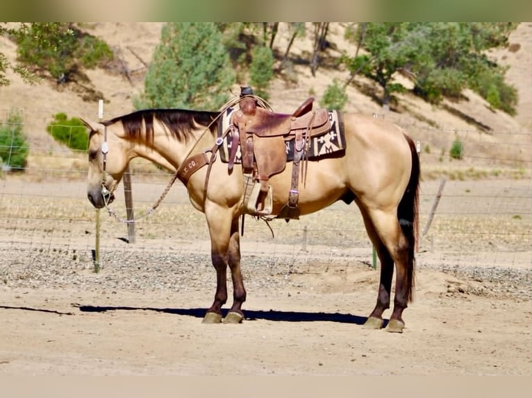 Quarter horse américain Hongre 10 Ans 150 cm Buckskin in Tres Pinos
