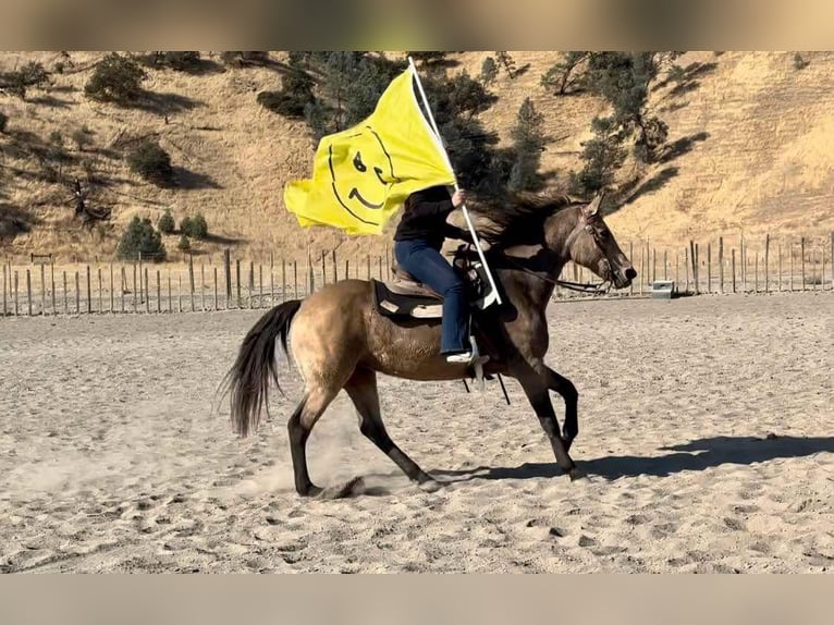 Quarter horse américain Hongre 10 Ans 150 cm Buckskin in Bitterwater CA