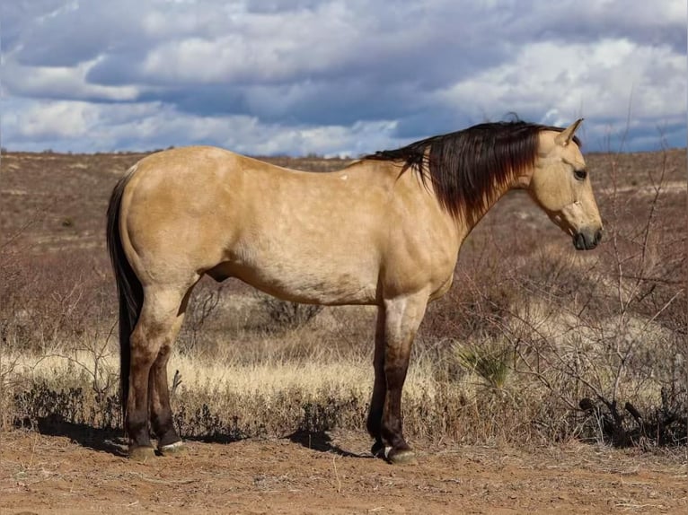 Quarter horse américain Hongre 10 Ans 150 cm Buckskin in Camp Verde AZ