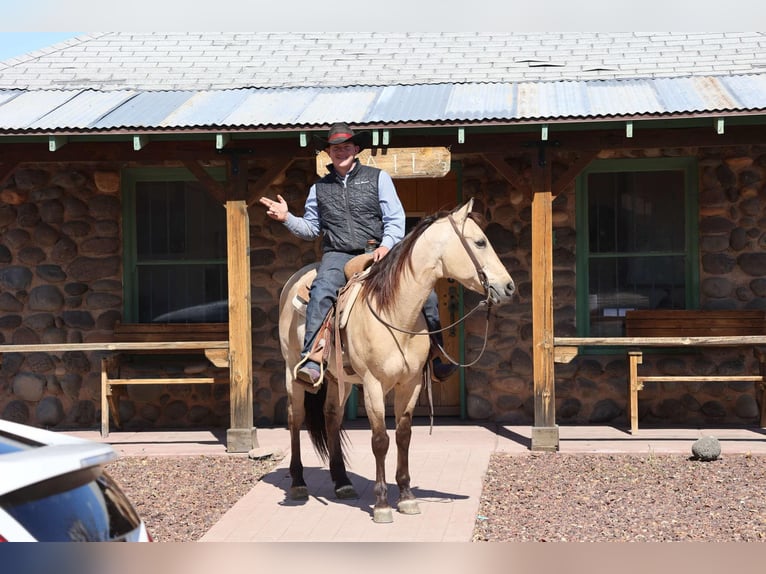 Quarter horse américain Hongre 10 Ans 150 cm Buckskin in Camp Verde AZ