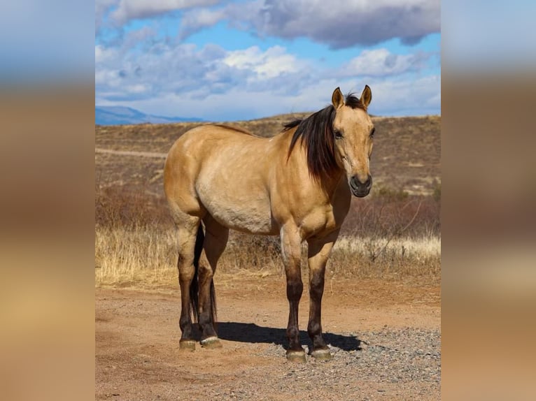 Quarter horse américain Hongre 10 Ans 150 cm Buckskin in Camp Verde AZ