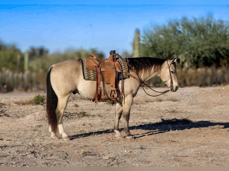 Quarter horse américain Hongre 10 Ans 150 cm Buckskin in Casa Grande AZ