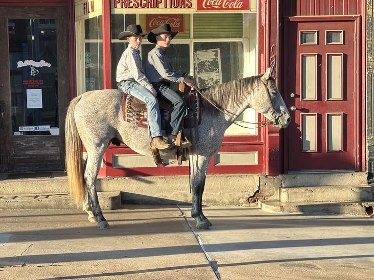 Quarter horse américain Hongre 10 Ans 150 cm Gris in Henderson, KY