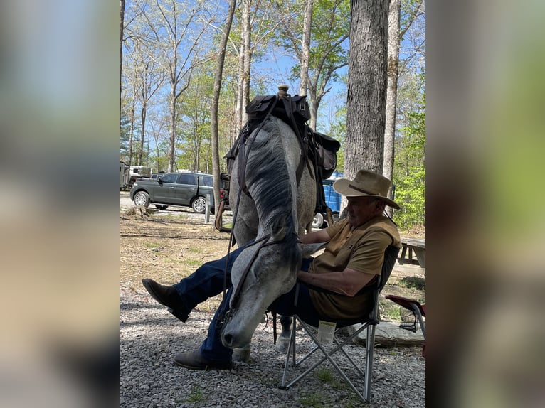 Quarter horse américain Hongre 10 Ans 150 cm Gris in Henderson, KY