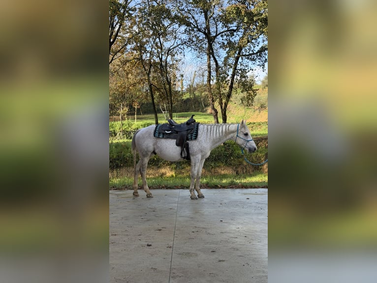 Quarter horse américain Hongre 10 Ans 150 cm Gris in Massarella