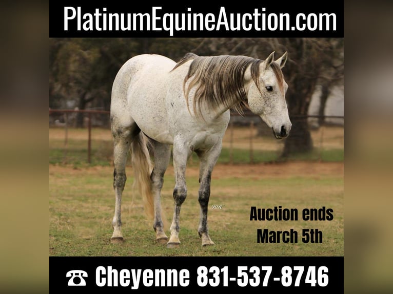 Quarter horse américain Hongre 10 Ans 150 cm Gris in Weatherford TX