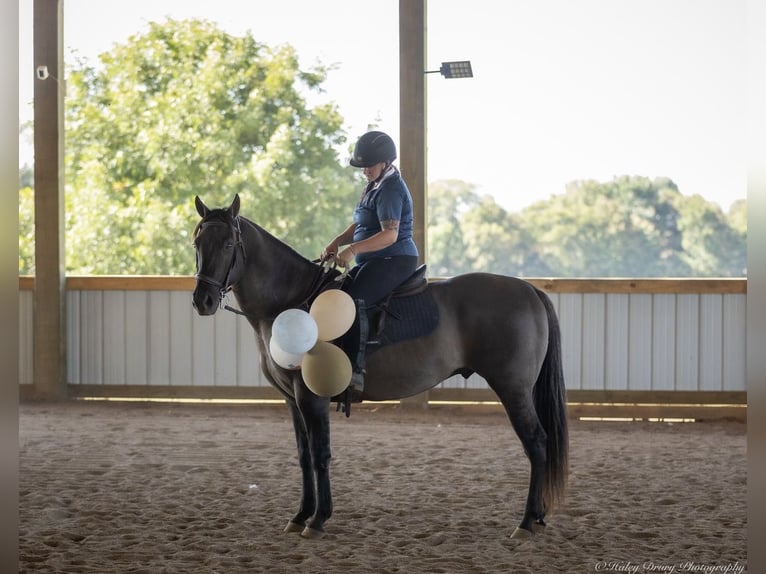Quarter horse américain Hongre 10 Ans 150 cm Grullo in Auburn