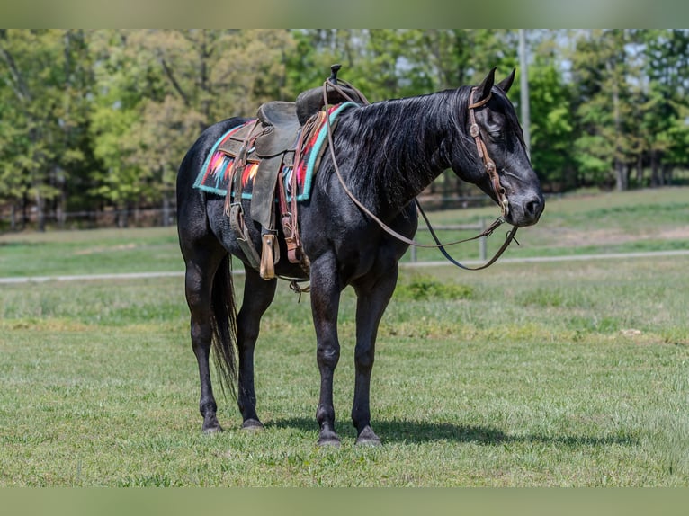 Quarter horse américain Hongre 10 Ans 150 cm Noir in Quitman