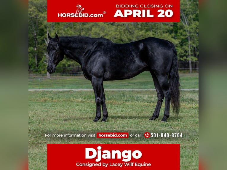 Quarter horse américain Hongre 10 Ans 150 cm Noir in Quitman