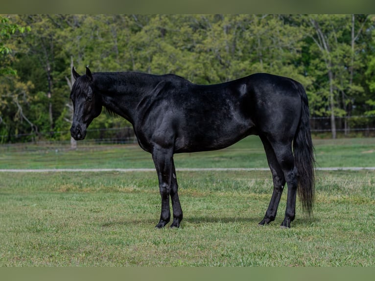 Quarter horse américain Hongre 10 Ans 150 cm Noir in Quitman