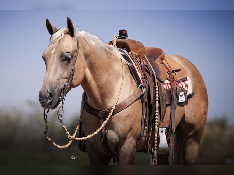 Quarter horse américain Hongre 10 Ans 150 cm Palomino in Addison