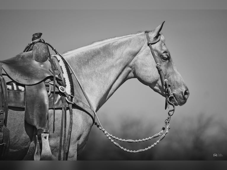 Quarter horse américain Hongre 10 Ans 150 cm Palomino in Addison