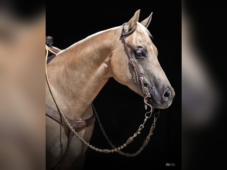 Quarter horse américain Hongre 10 Ans 150 cm Palomino in Addison