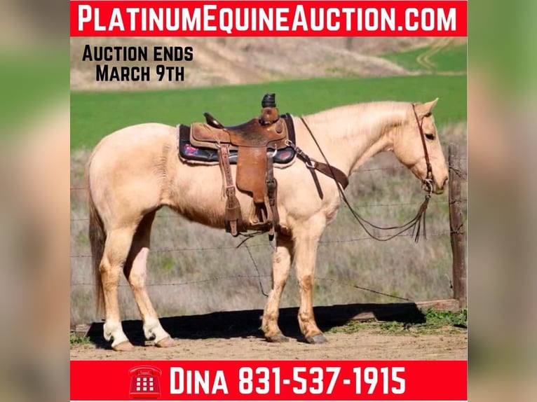 Quarter horse américain Hongre 10 Ans 150 cm Palomino in Bitterwater CA