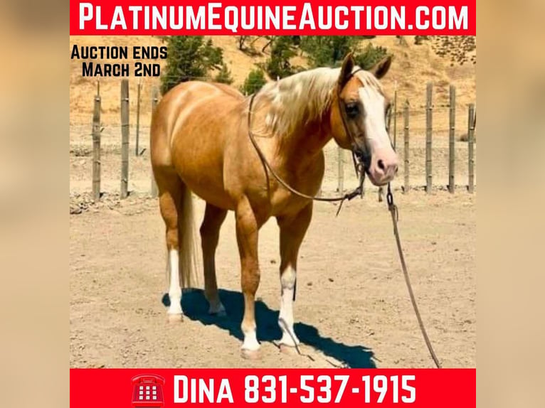 Quarter horse américain Hongre 10 Ans 150 cm Palomino in Paicines CA