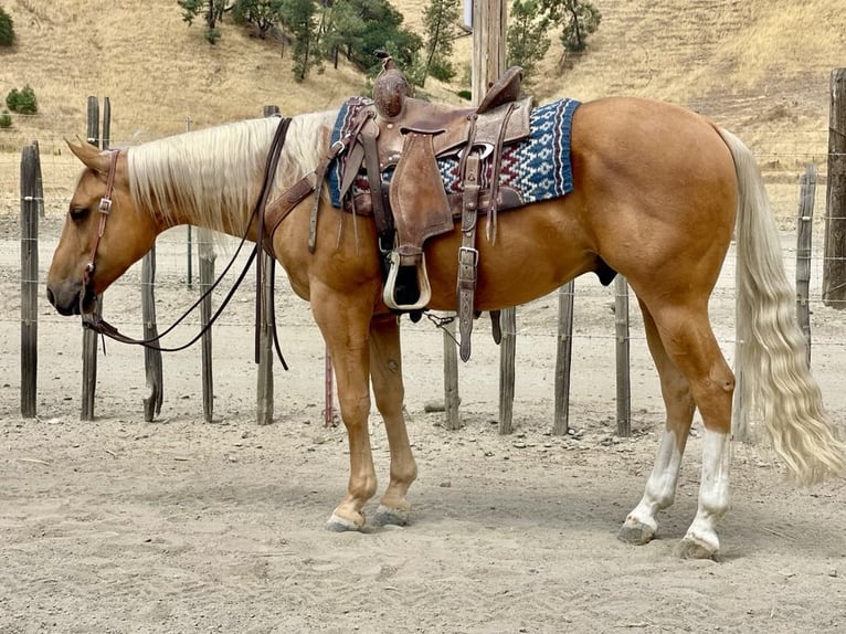 Quarter horse américain Hongre 10 Ans 150 cm Palomino in Paicines CA