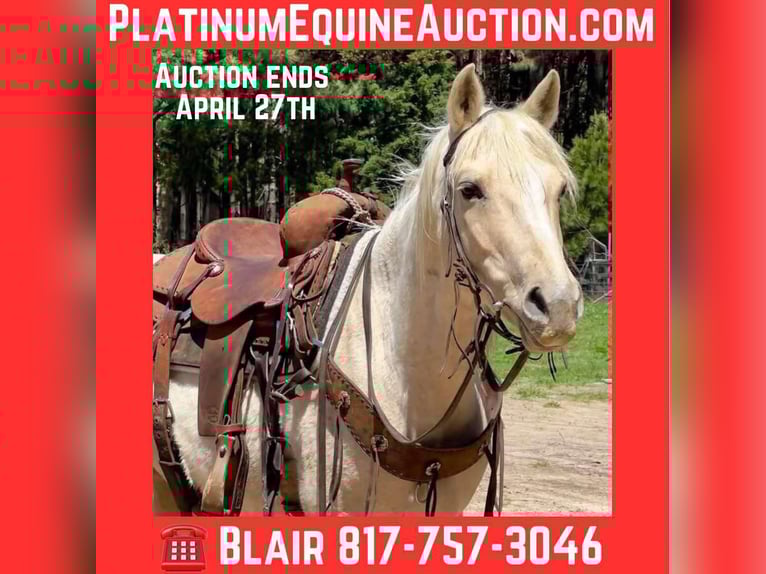 Quarter horse américain Hongre 10 Ans 150 cm Palomino in Weatherford TX