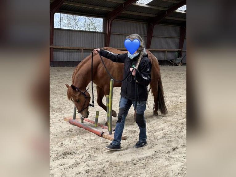 Quarter horse américain Hongre 10 Ans 150 cm Rabicano in Grafengehaig