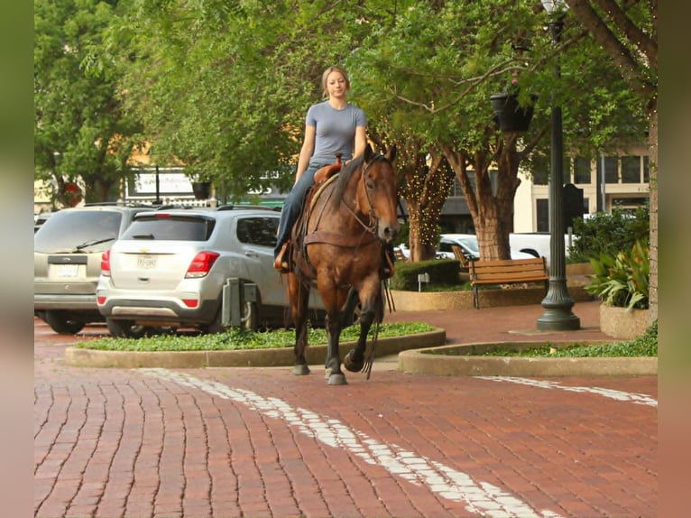 Quarter horse américain Hongre 10 Ans 150 cm Roan-Bay in Rusk