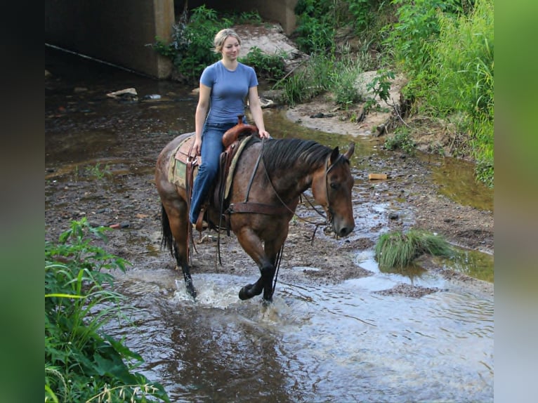 Quarter horse américain Hongre 10 Ans 150 cm Roan-Bay in Rusk