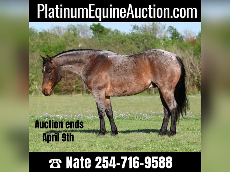 Quarter horse américain Hongre 10 Ans 150 cm Roan-Bay in Waco TX