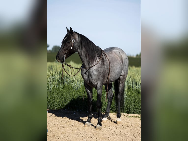 Quarter horse américain Hongre 10 Ans 150 cm Rouan Bleu in Caldwell ID