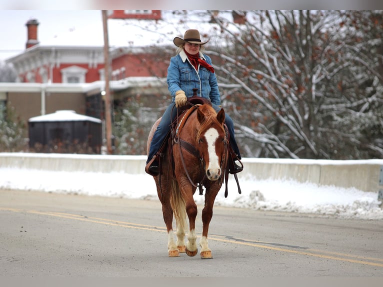 Quarter horse américain Hongre 10 Ans 150 cm Rouan Rouge in Clarion