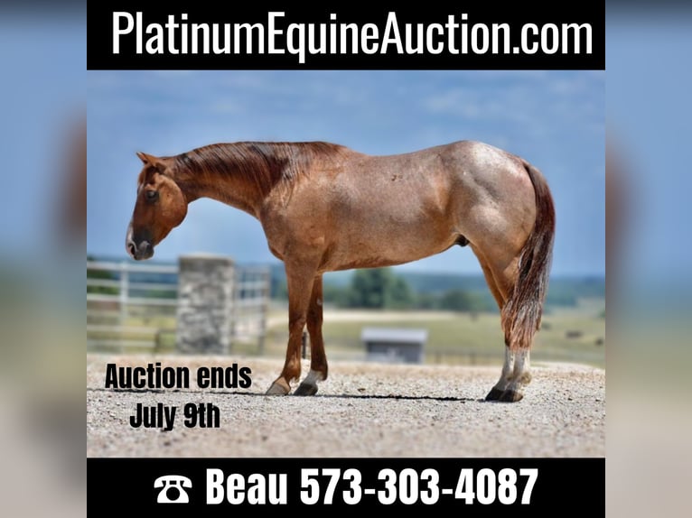 Quarter horse américain Hongre 10 Ans 150 cm Rouan Rouge in Sweet Springs, MO