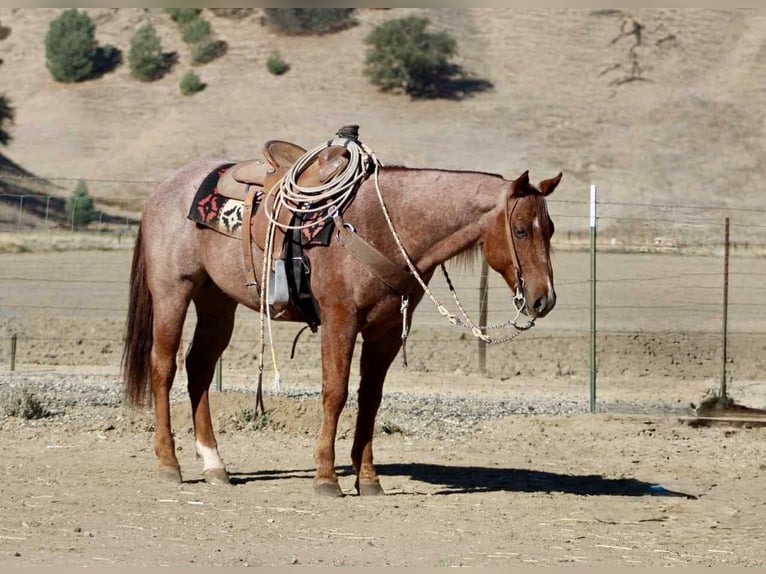 Quarter horse américain Hongre 10 Ans 150 cm Rouan Rouge in paicines ca