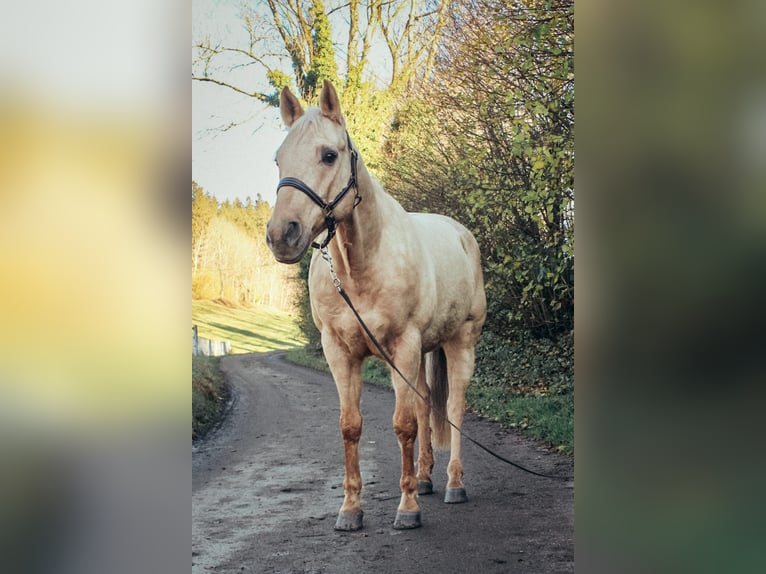 Quarter horse américain Hongre 10 Ans 151 cm Palomino in Haldenwang