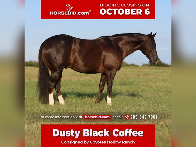 Quarter horse américain Hongre 10 Ans 152 cm Alezan brûlé in Mount Vernon