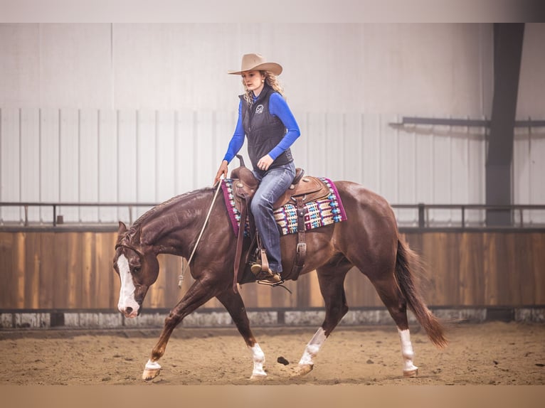 Quarter horse américain Hongre 10 Ans 152 cm Alezan brûlé in Canistota