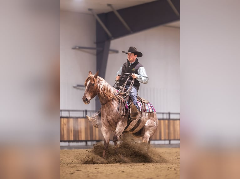Quarter horse américain Hongre 10 Ans 152 cm Alezan brûlé in Canistota