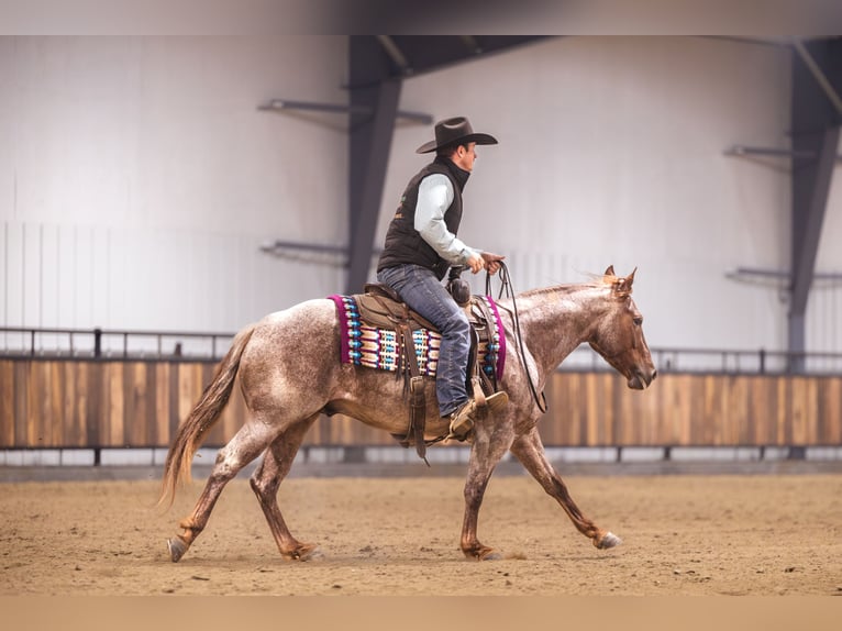 Quarter horse américain Hongre 10 Ans 152 cm Alezan brûlé in Canistota