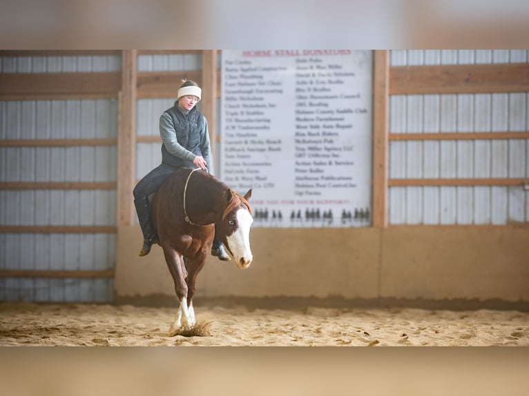 Quarter horse américain Hongre 10 Ans 152 cm Alezan brûlé in Fredericksburg, OH