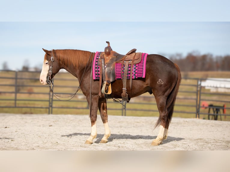 Quarter horse américain Hongre 10 Ans 152 cm Alezan brûlé in Fredericksburg, OH