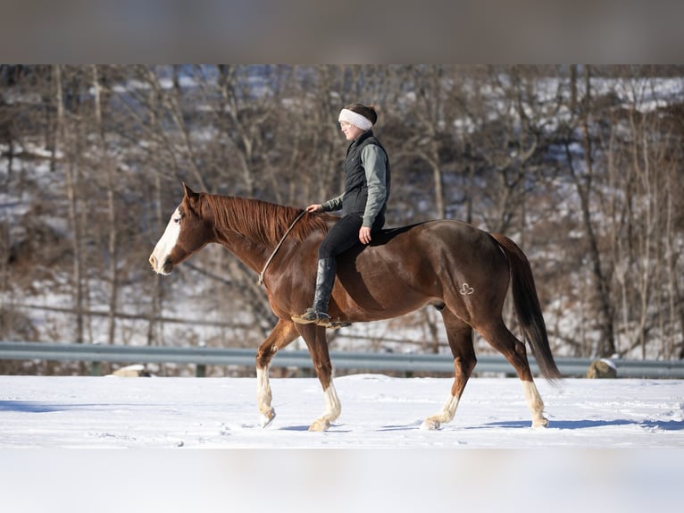 Quarter horse américain Hongre 10 Ans 152 cm Alezan brûlé in Fredericksburg, OH