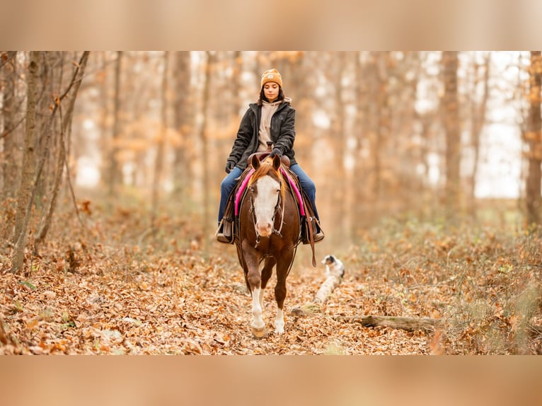 Quarter horse américain Hongre 10 Ans 152 cm Alezan brûlé in Fredericksburg, OH