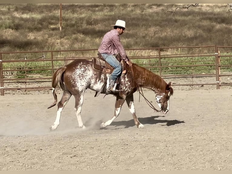 Quarter horse américain Hongre 10 Ans 152 cm Alezan brûlé in Bitterwater CA