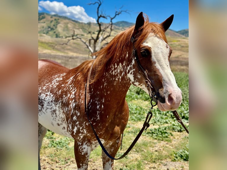 Quarter horse américain Hongre 10 Ans 152 cm Alezan brûlé in Bitterwater CA