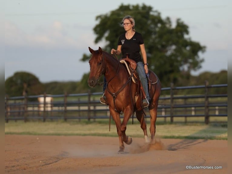 Quarter horse américain Hongre 10 Ans 152 cm Alezan brûlé in Weatherford TX