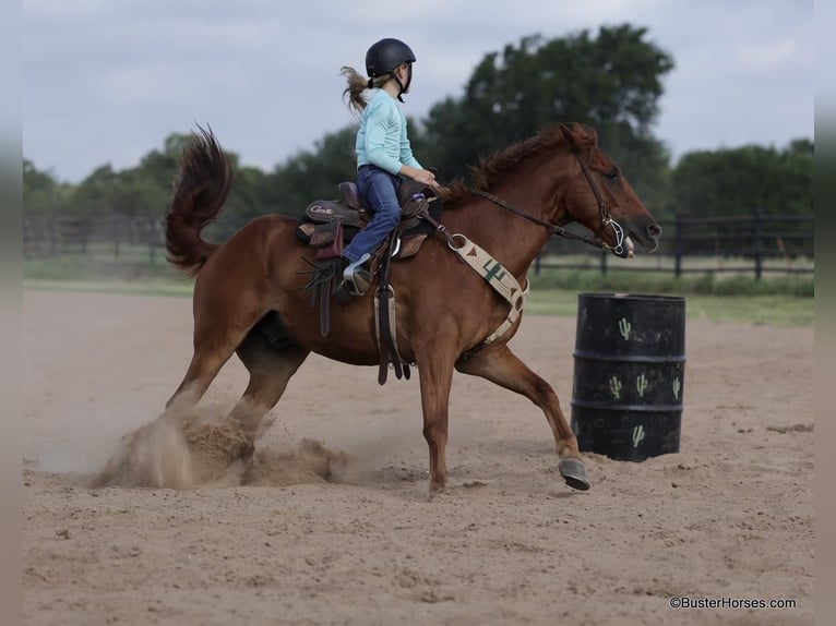 Quarter horse américain Hongre 10 Ans 152 cm Alezan brûlé in Weatherford TX