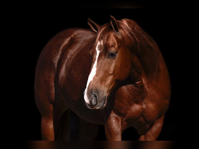 Quarter horse américain Hongre 10 Ans 152 cm Alezan cuivré in Canyon, TX