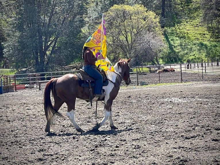 Quarter horse américain Hongre 10 Ans 152 cm Alezan cuivré in Paicines CA