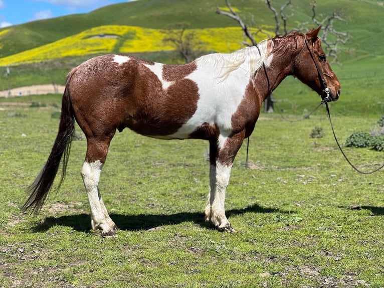 Quarter horse américain Hongre 10 Ans 152 cm Alezan cuivré in Paicines CA