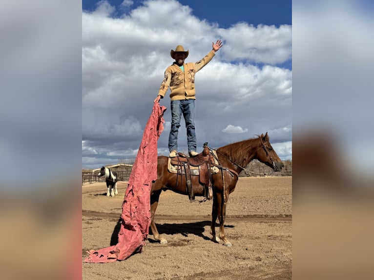 Quarter horse américain Hongre 10 Ans 152 cm Alezan cuivré in Kingston