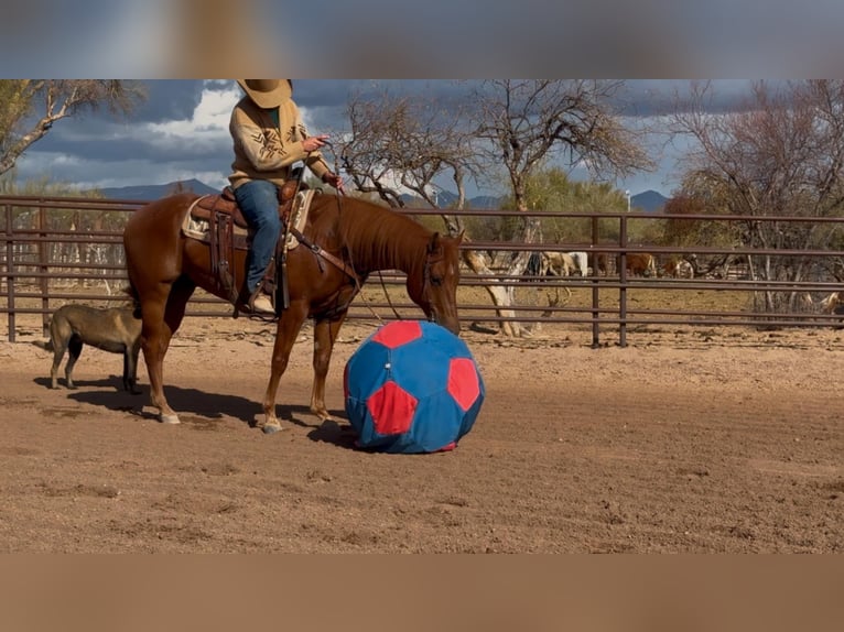 Quarter horse américain Hongre 10 Ans 152 cm Alezan cuivré in Kingston