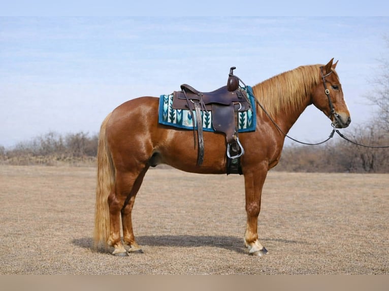 Quarter horse américain Hongre 10 Ans 152 cm Alezan cuivré in North Bloomfield